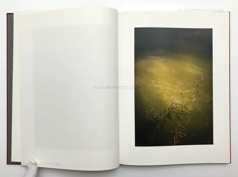 Jitka Hanzlova – Forest