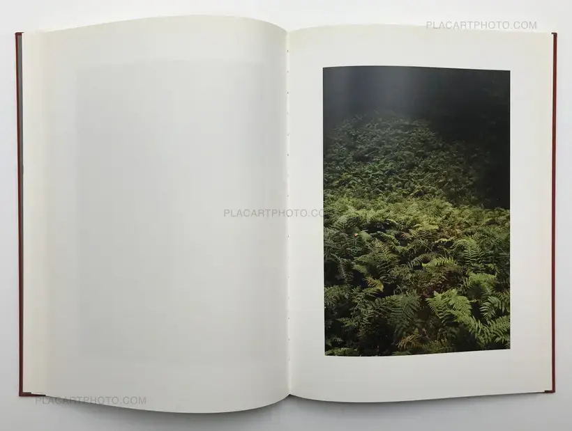 Jitka Hanzlova – Forest