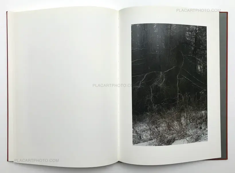 Jitka Hanzlova – Forest