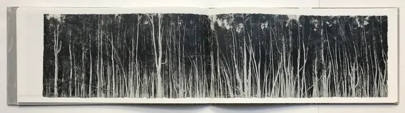 Jungjin Lee – EVERGLADES