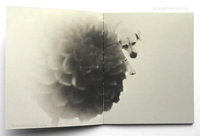 Miho Kajioka – And where did the peacocks go ? (Regular edition of 400 copies) SIGNED