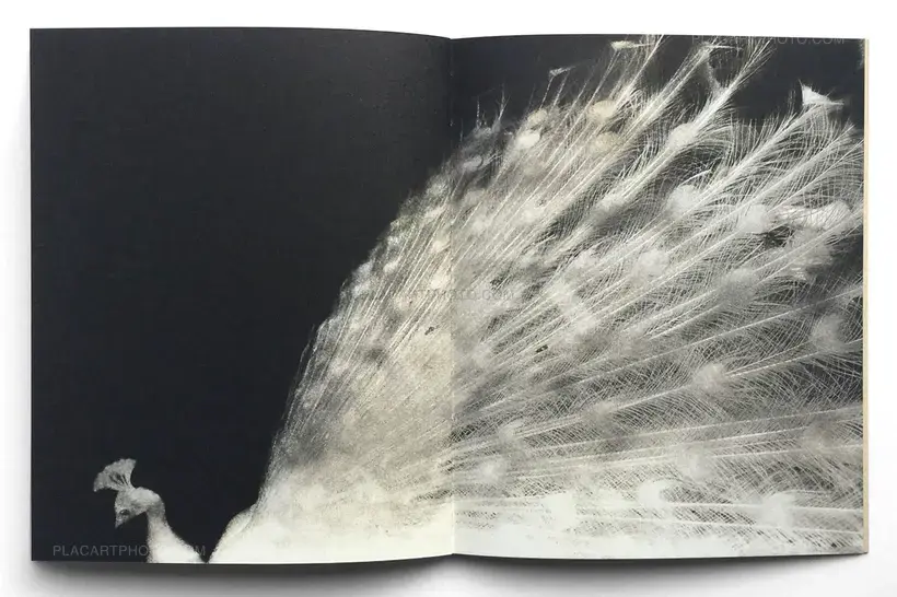 Miho Kajioka – And where did the peacocks go ? (Regular edition of 400 copies) SIGNED