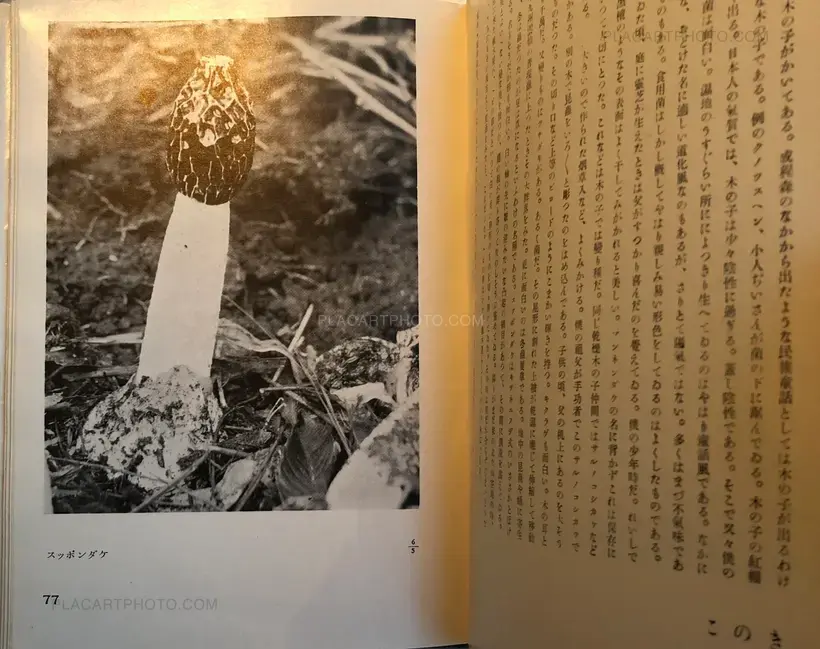 Koshiro Onchi – Hakubutsushi: Zuihitsu, Shashin