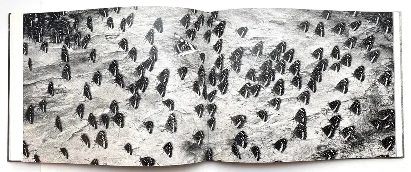 Trent Parke – The Black Rose