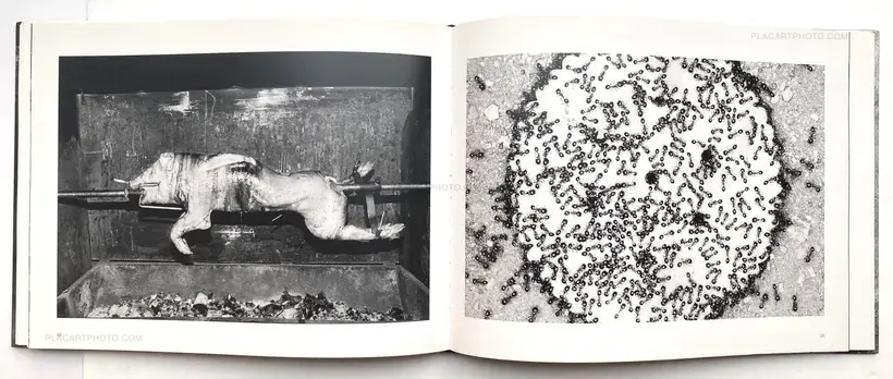 Trent Parke – The Black Rose