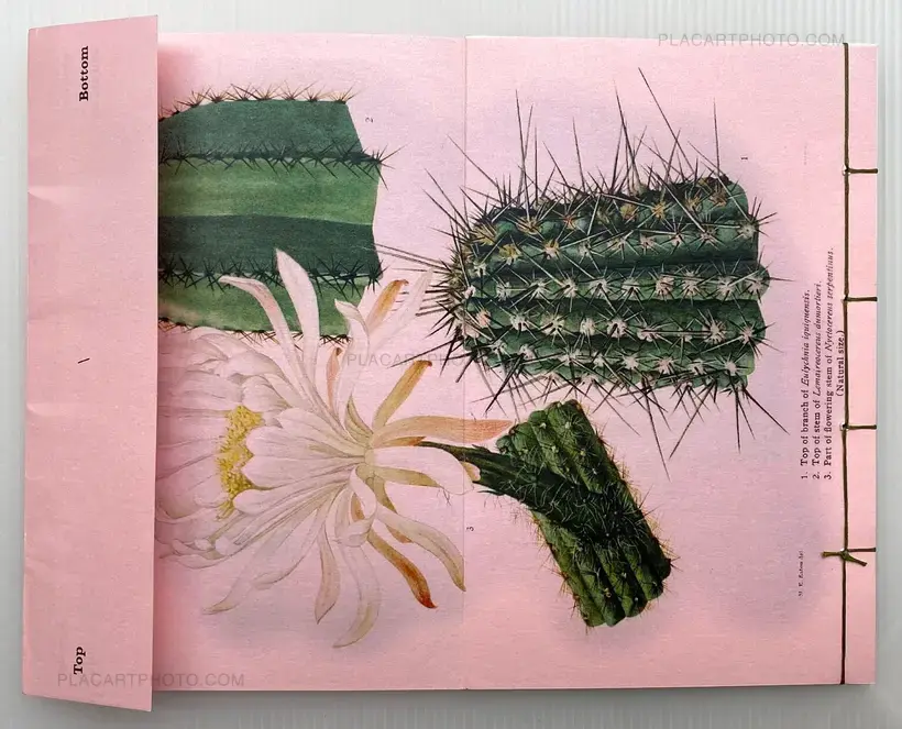 Collective – Top/Bottom