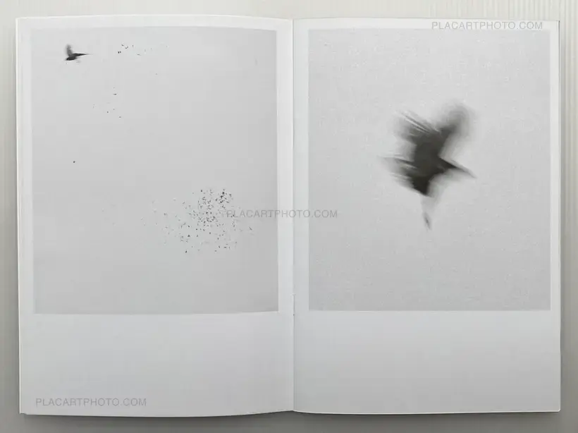 Collective – Dying Birds