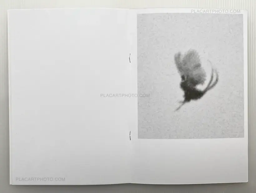 Collective – Dying Birds