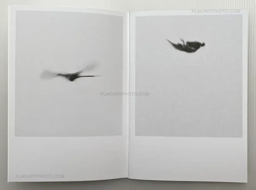 Collective – Dying Birds