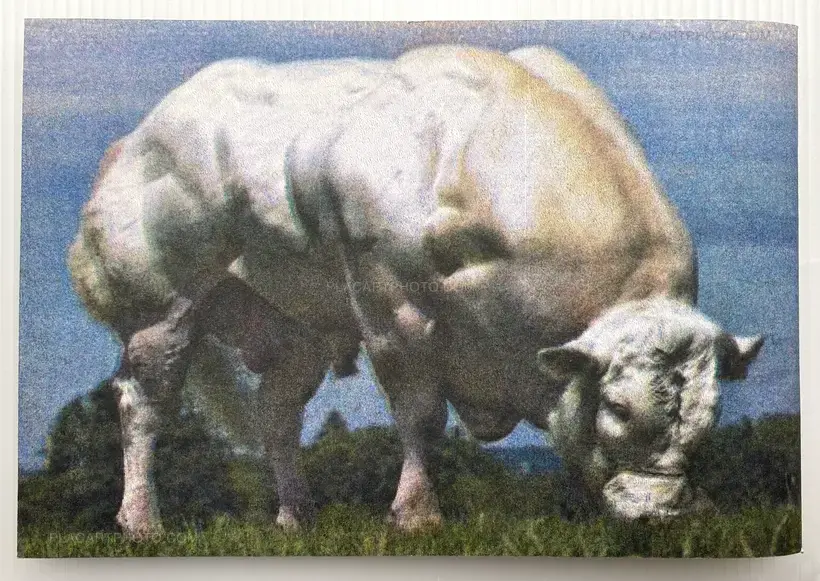 Collective – BODY BUILDING BULLS (Edt of 100)