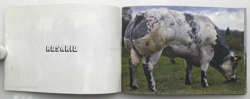 Collective – BODY BUILDING BULLS (Edt of 100)
