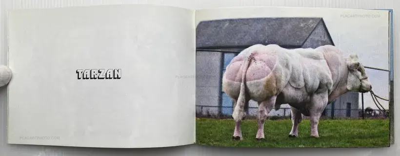 Collective – BODY BUILDING BULLS (Edt of 100)