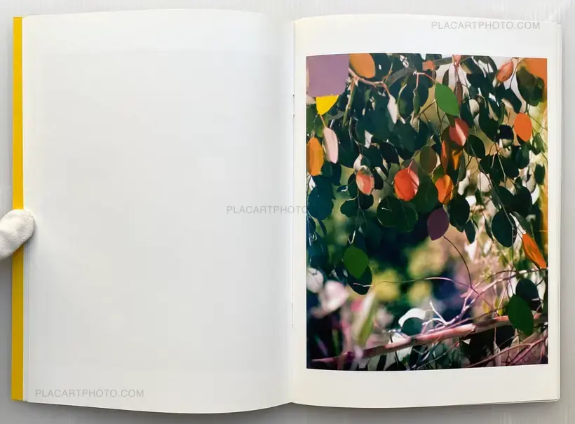 Sam Falls – Paint Paper Palms