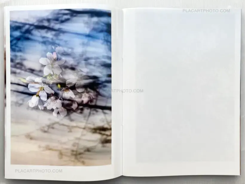 Yoshinori Mizutani – Sakura