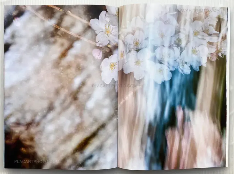 Yoshinori Mizutani – Sakura