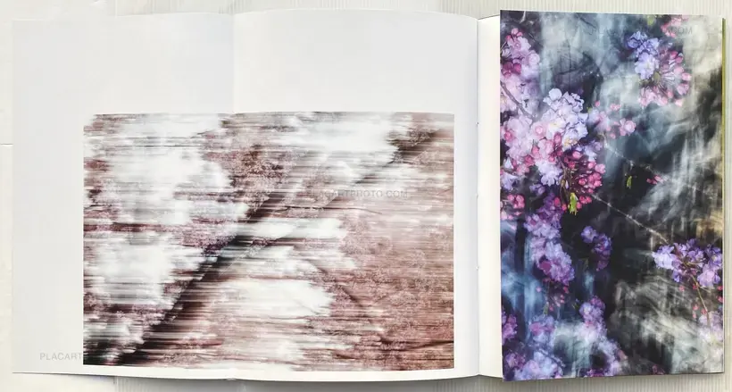 Yoshinori Mizutani – Sakura