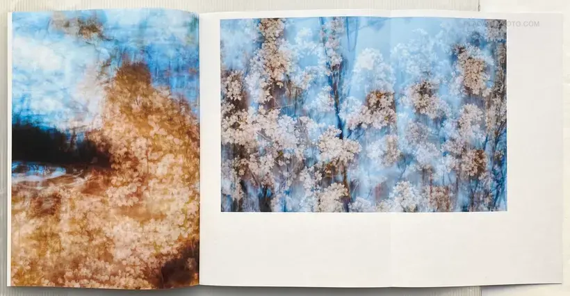 Yoshinori Mizutani – Sakura