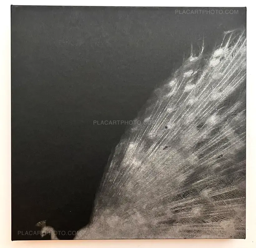 Miho Kajioka – and, do you still hear the peacocks?