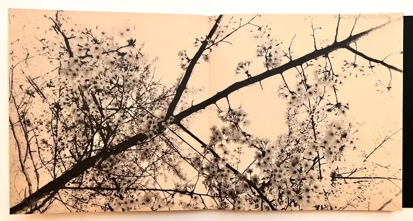 Miho Kajioka – and, do you still hear the peacocks?