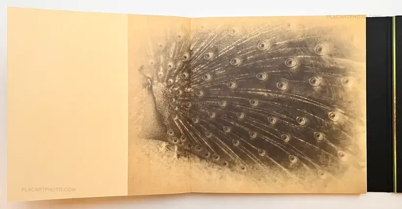 Miho Kajioka – and, do you still hear the peacocks?