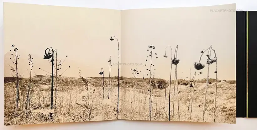 Miho Kajioka – and, do you still hear the peacocks?