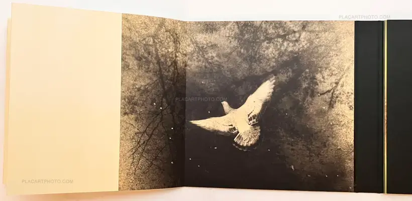 Miho Kajioka – and, do you still hear the peacocks?