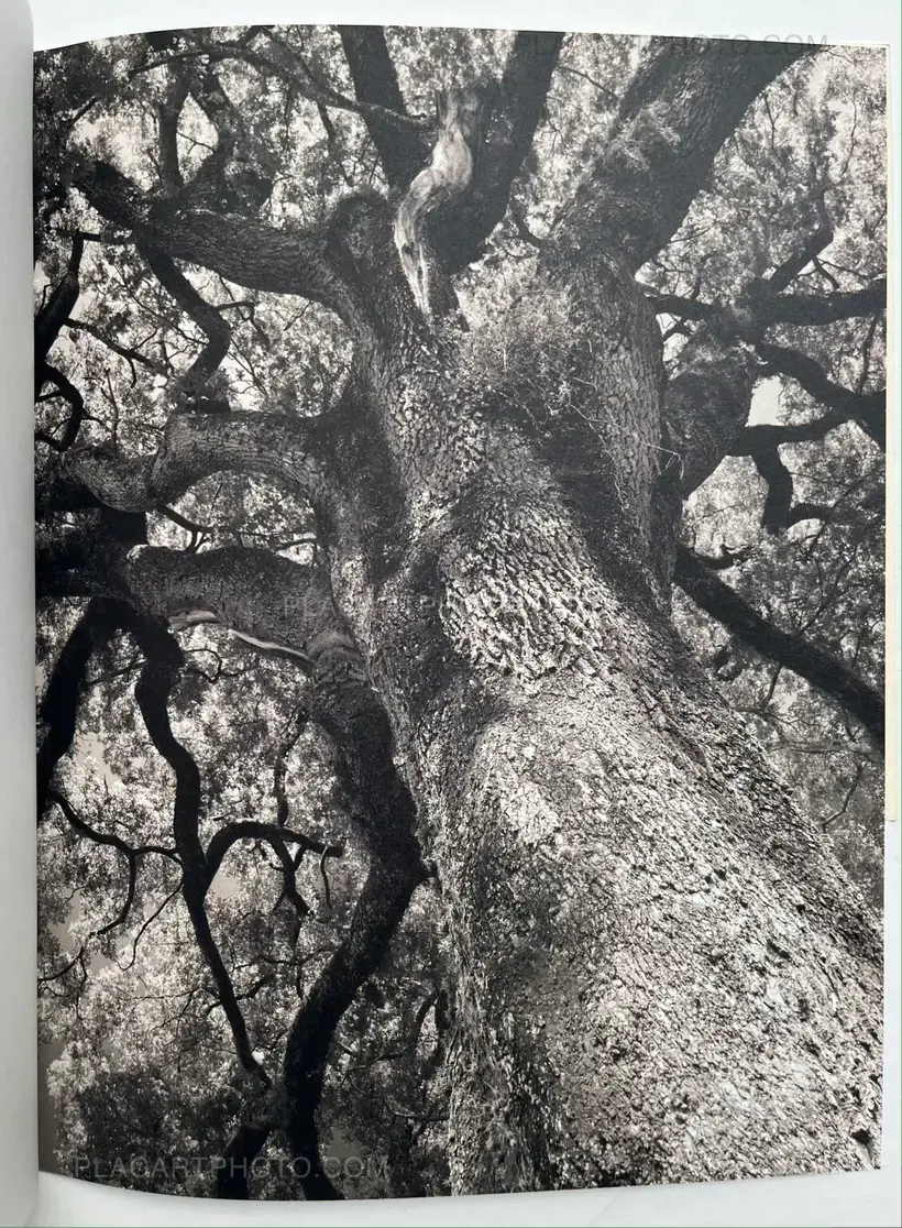 Alice Grou – Nervuras Noturno (Signed and numbered, edt of 500)
