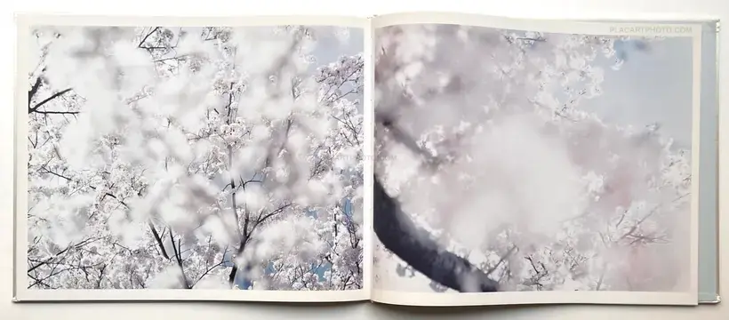 Risaku Suzuki – YUKI . SAKURA