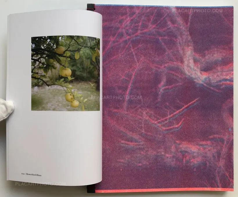 Ying Ang – The Quickening (Edt ltd signed and numbered)