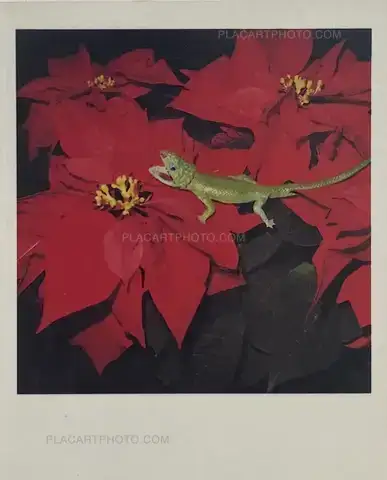 Nobuyoshi Araki – POLAROID (SIGNED)