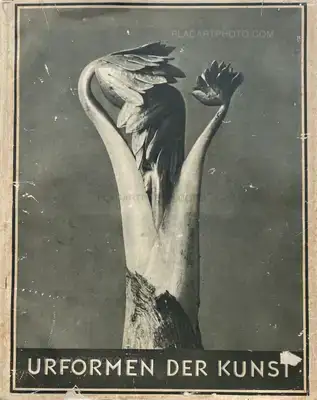 Karl Blossfeldt – Urformen der Kunst
