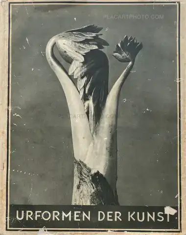 Karl Blossfeldt – Urformen der Kunst