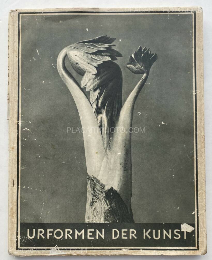 Karl Blossfeldt – Urformen der Kunst