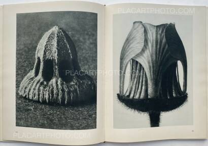 Karl Blossfeldt,Urformen der Kunst