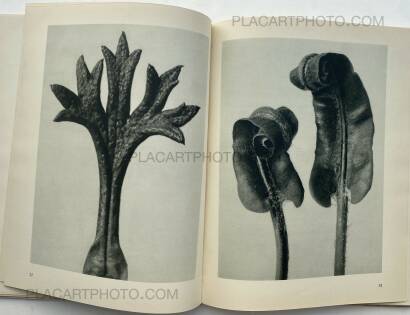 Karl Blossfeldt,Urformen der Kunst Karl Blossfeldt,Urformen der Kunst