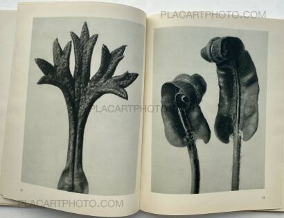 Karl Blossfeldt,Urformen der Kunst 