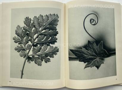 Karl Blossfeldt,Urformen der Kunst Karl Blossfeldt,Urformen der Kunst