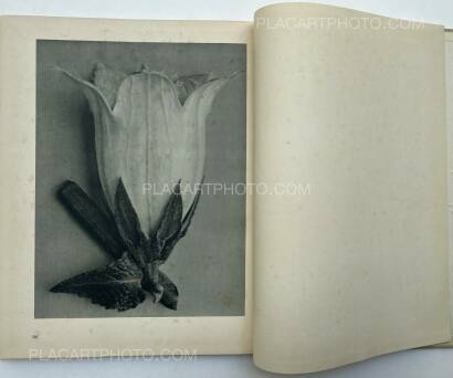 Karl Blossfeldt,Urformen der Kunst 