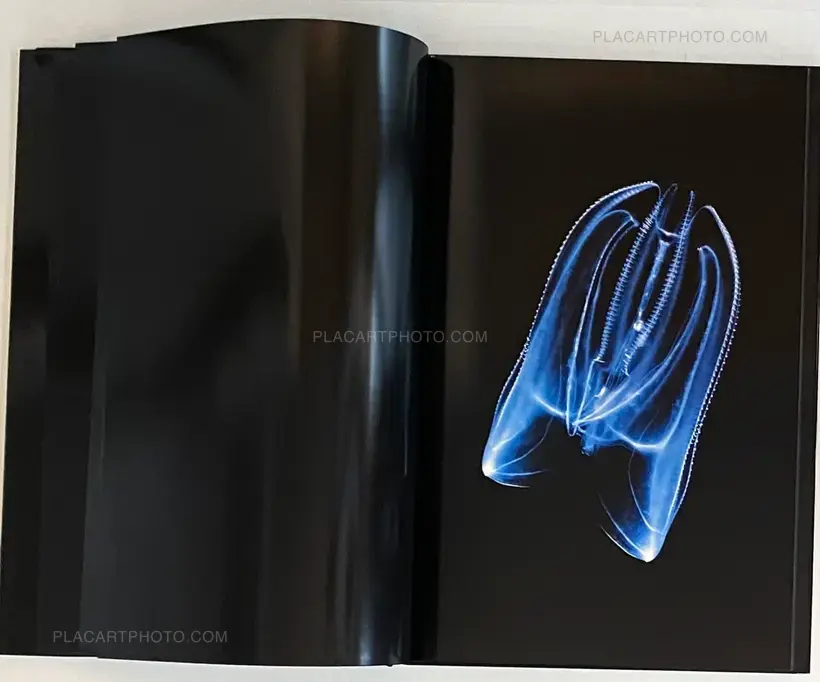 Guido Mocafico – MEDUSA