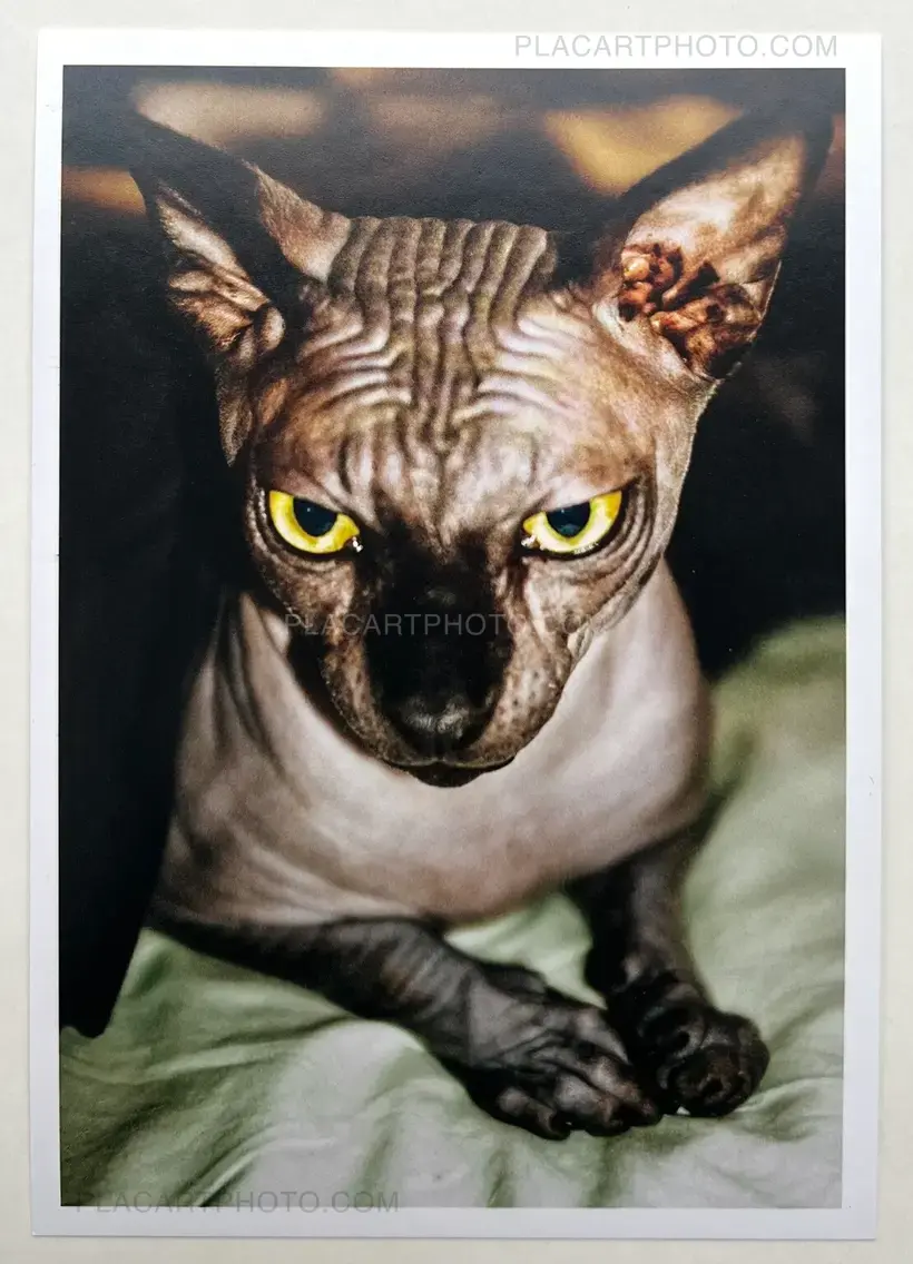 Collective – Cœur en chasse (Signed)