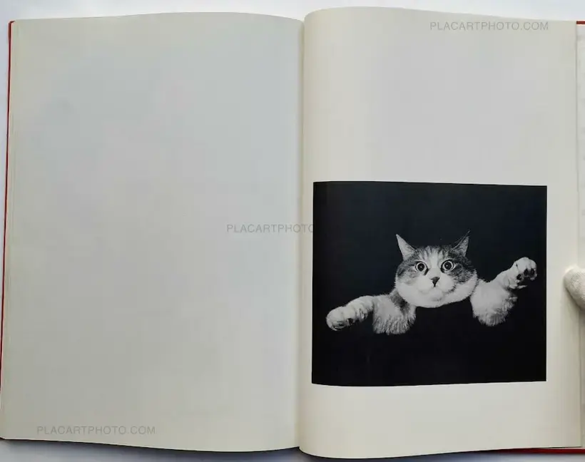 Hana Takeda – Where cats were / Neko no ita basho