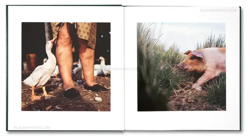 Alessandra Sanguinetti – ON THE SIXTH DAY (First edt in shrink-wrap)
