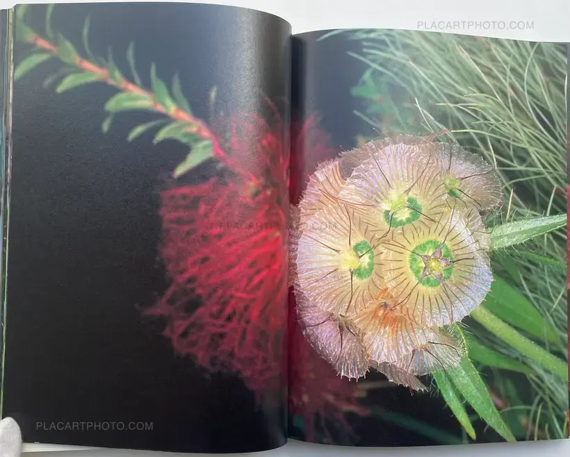 Nobuyoshi Araki – Kakyoku (Flower Rondo) (WITH OBI)