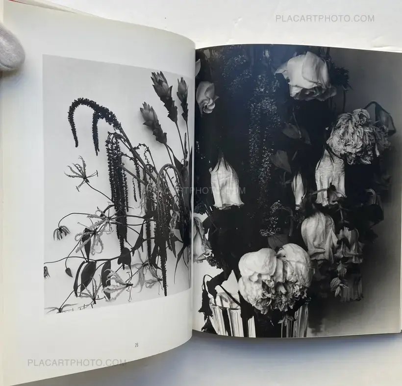 Nobuyoshi Araki – Kain (Shadows of Flowers)