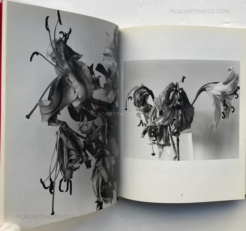 Nobuyoshi Araki – Kain (Shadows of Flowers)