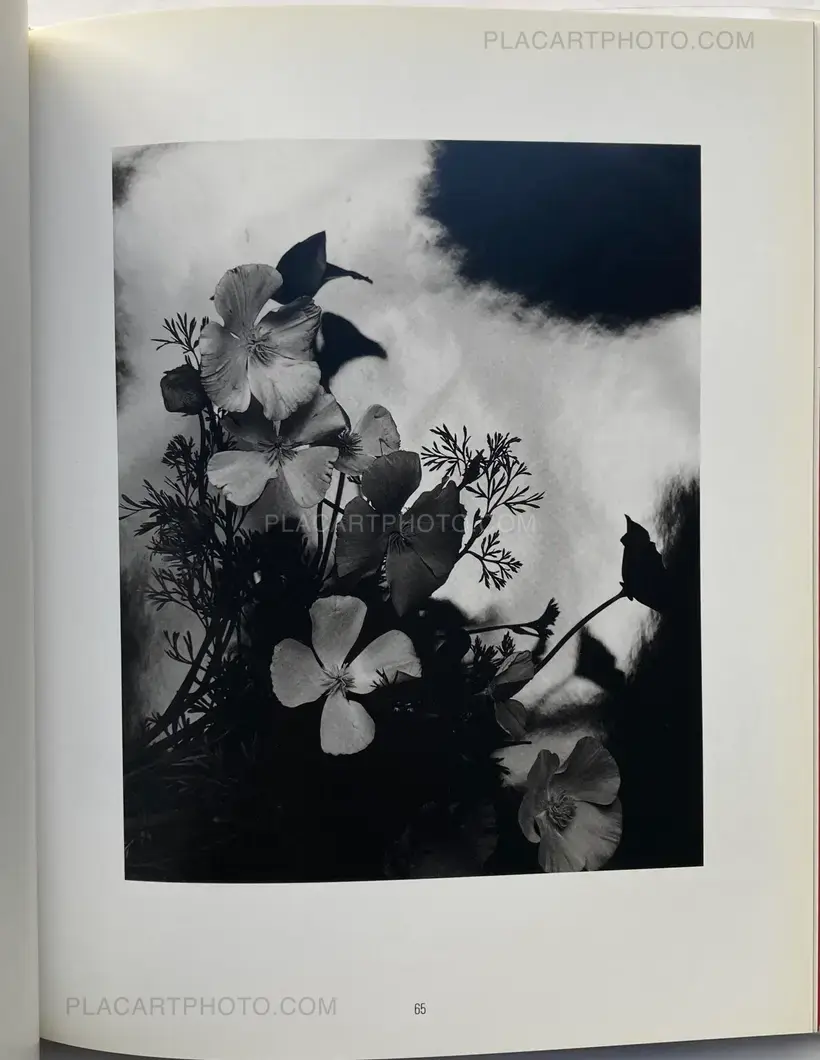 Nobuyoshi Araki – Kain (Shadows of Flowers)