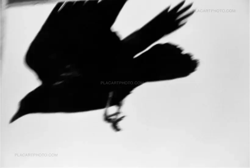 Masahisa Fukase – SPECIAL OFFER : YOKO + HOMO LUDENS (PRE-ORDER)