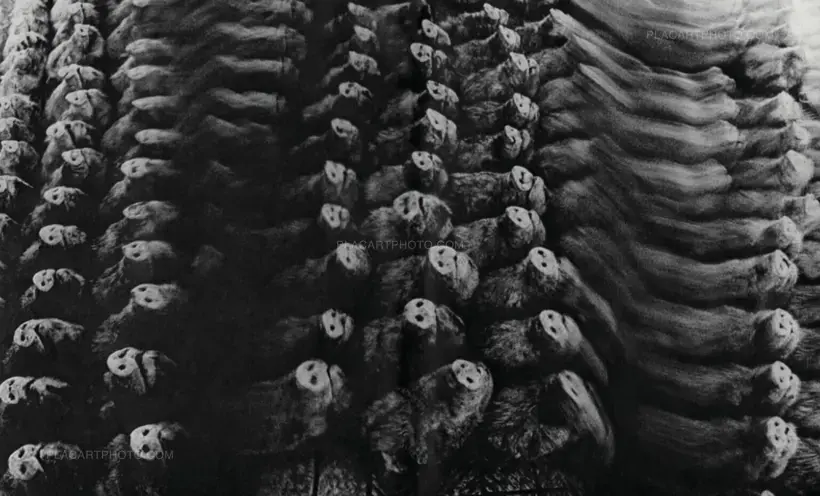 Masahisa Fukase – SPECIAL OFFER : YOKO + HOMO LUDENS (PRE-ORDER)
