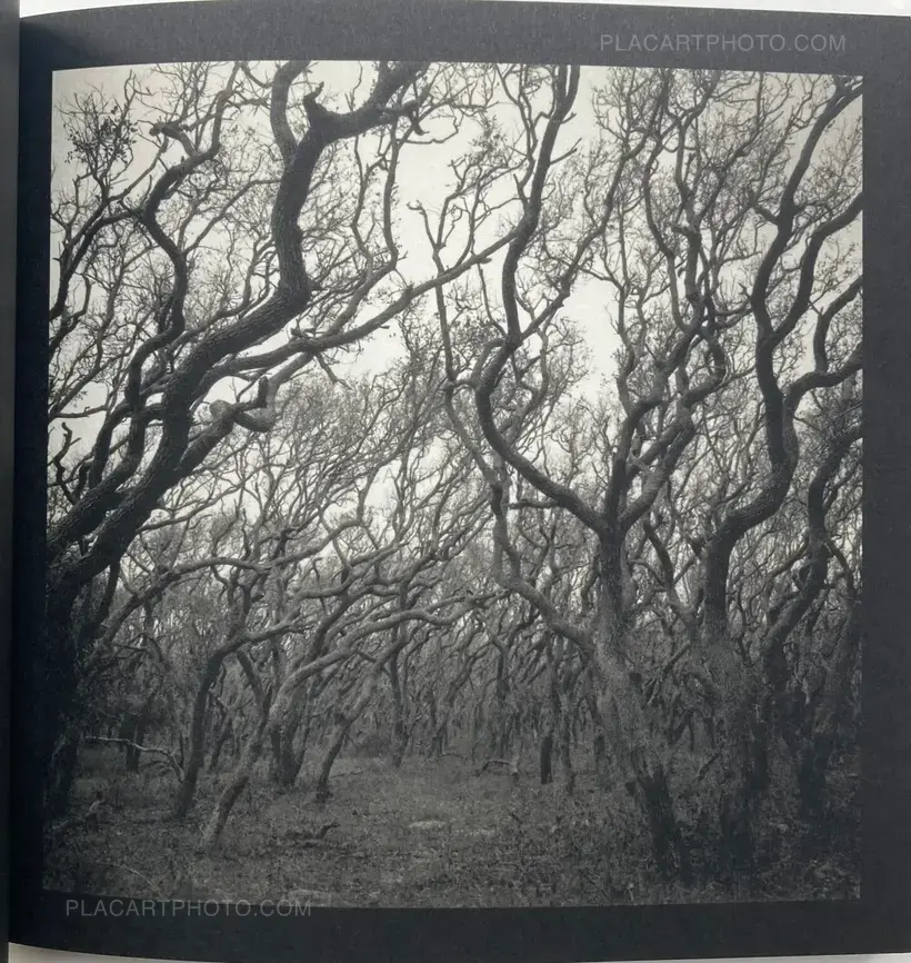 Graciela Iturbide – asor