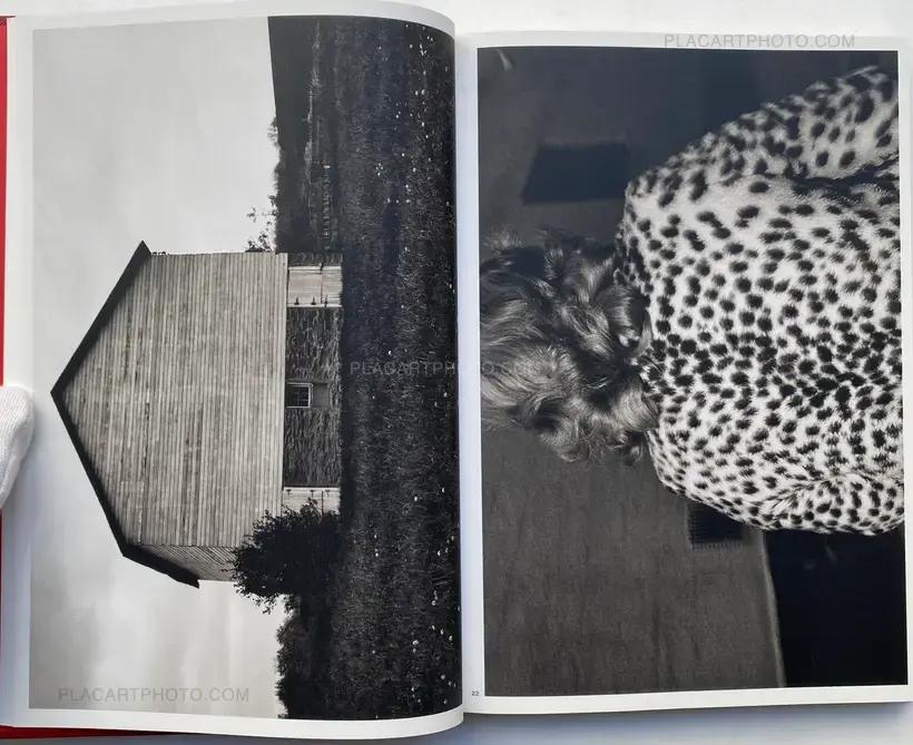 Mark Cohen – DARK KNEES